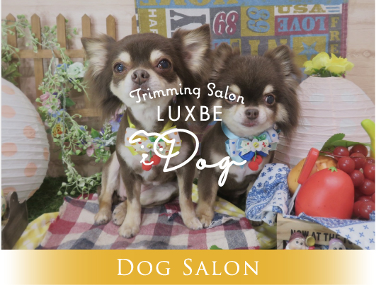 LUXBE DOG ［ラックスビードッグ］